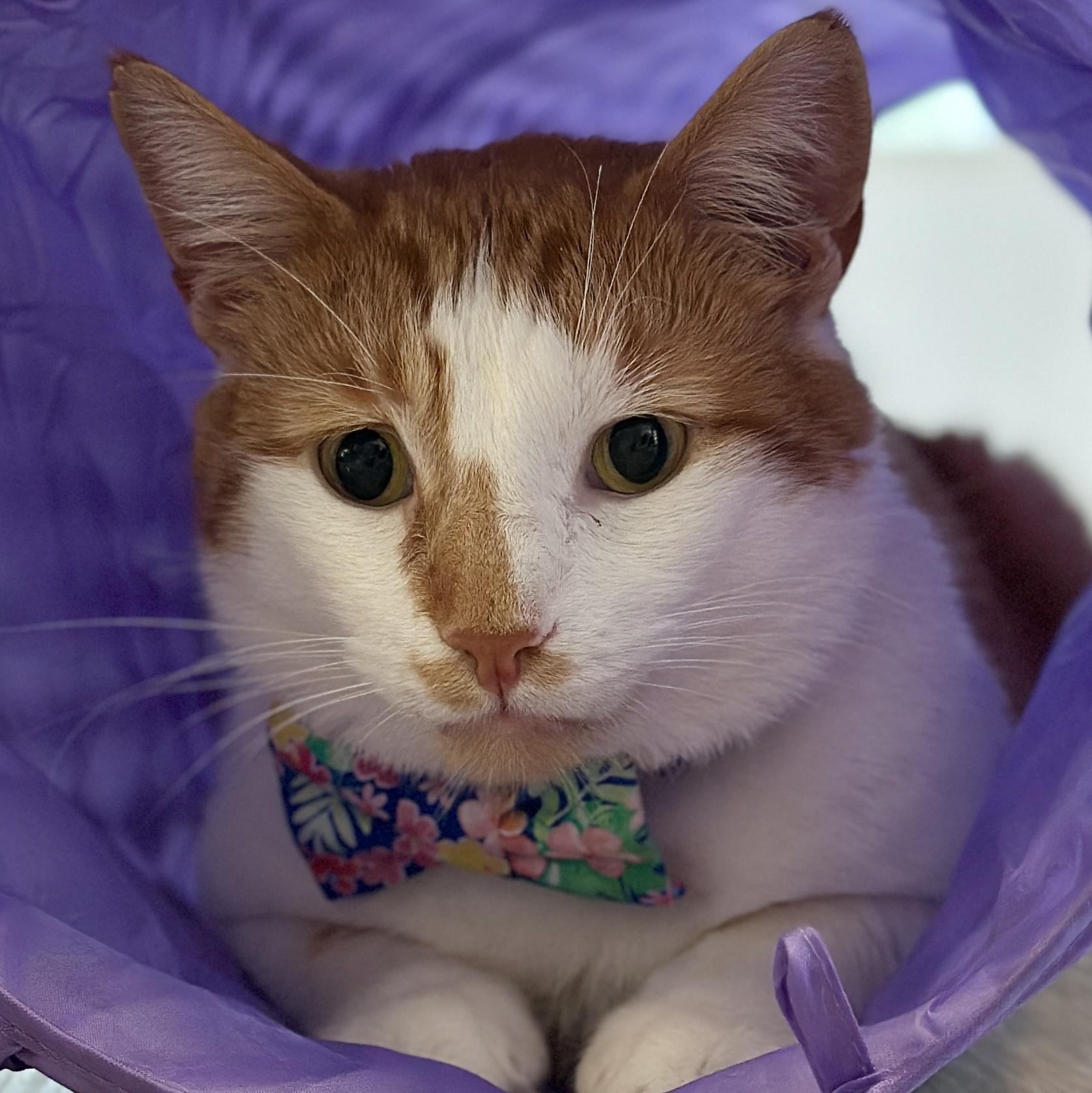 King Arthur, a Adoptable Domestic Short Hair in Victor, NY image 1/6