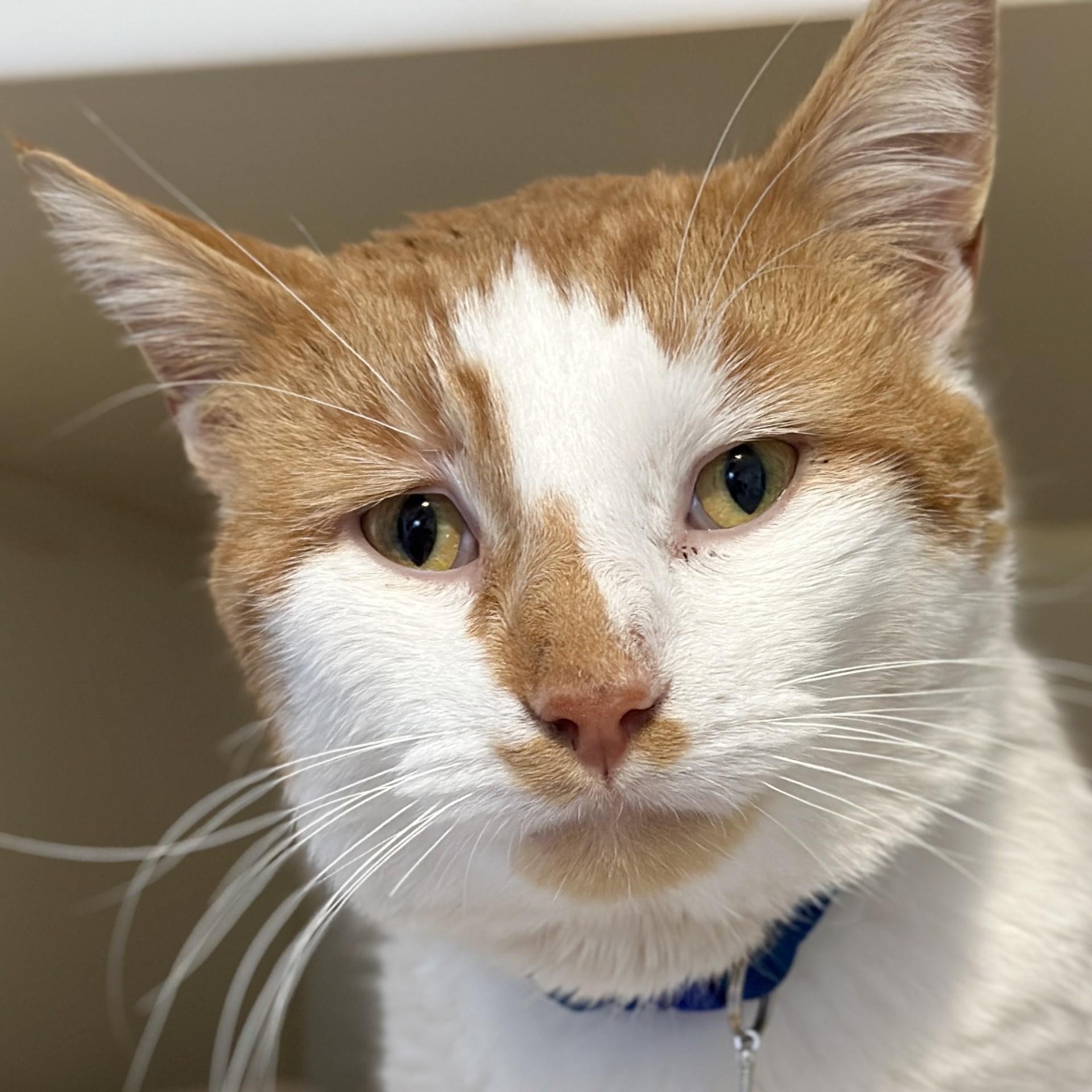 Enlarge King Arthur, a Adoptable Domestic Short Hair in Victor, NY image 2/6