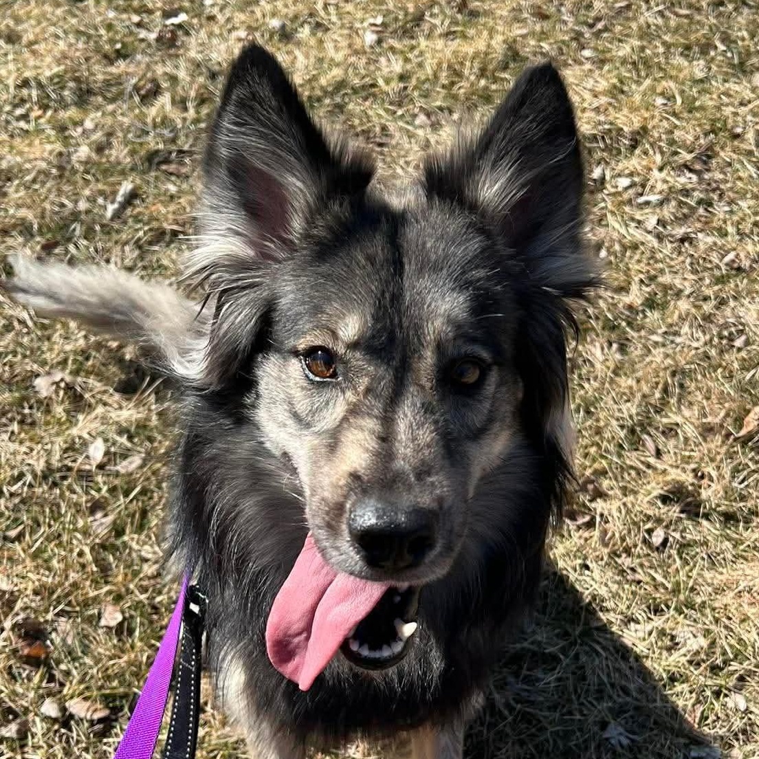Hermione, ADOPTABLE, Adult Female Collie & Shepherd.