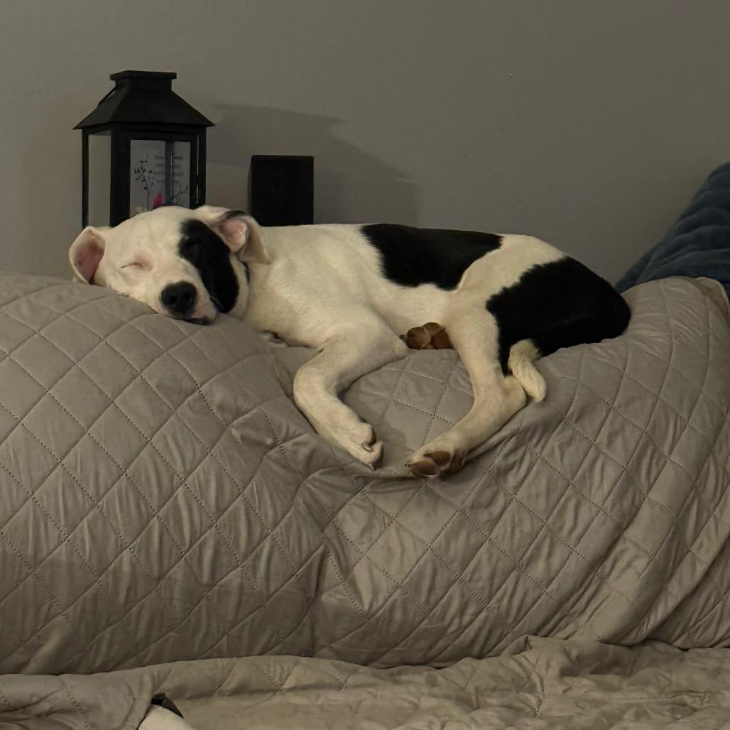 Enlarge Tommy, a Adoptable mixed breed in St. Charles, MO image 1/6