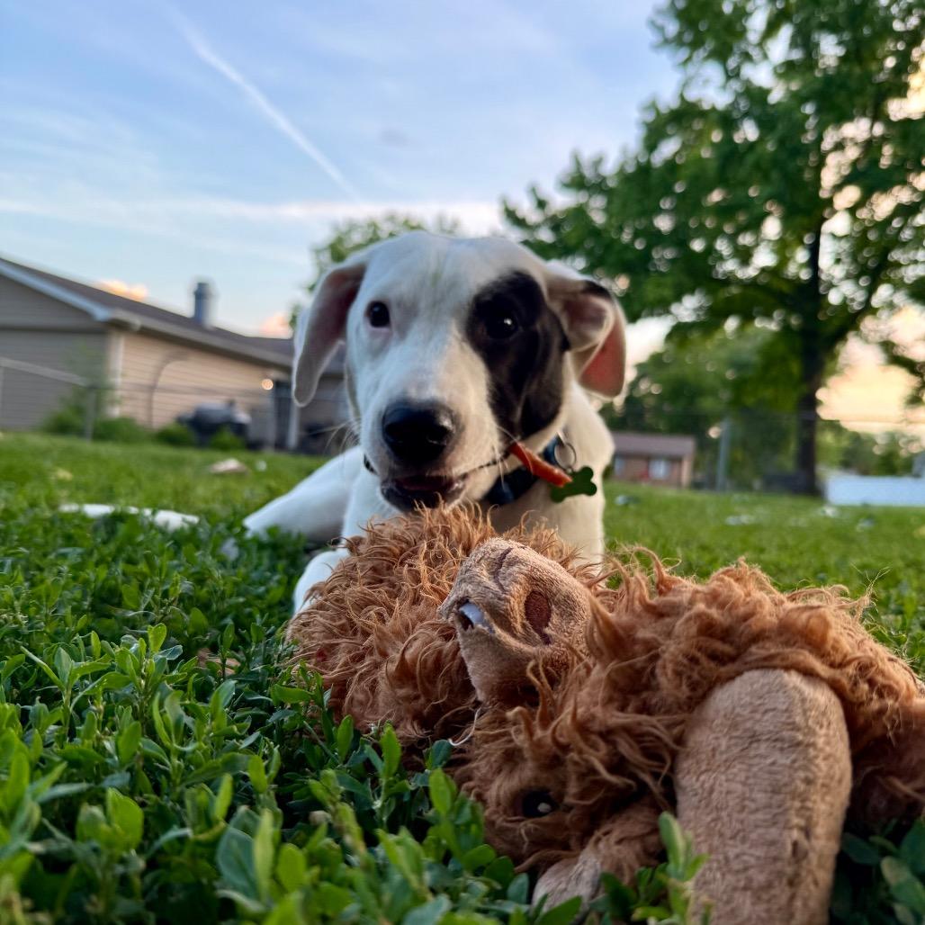 Enlarge Tommy, a Adoptable mixed breed in St. Charles, MO image 2/6