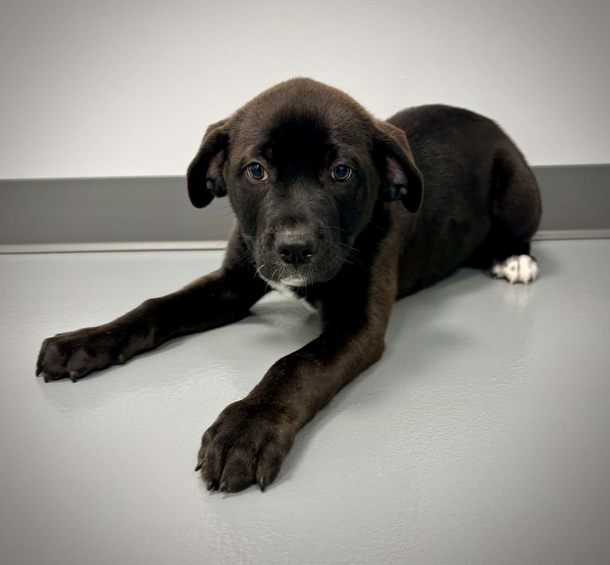 Toby, adopted, Puppy Male Labrador Retriever.