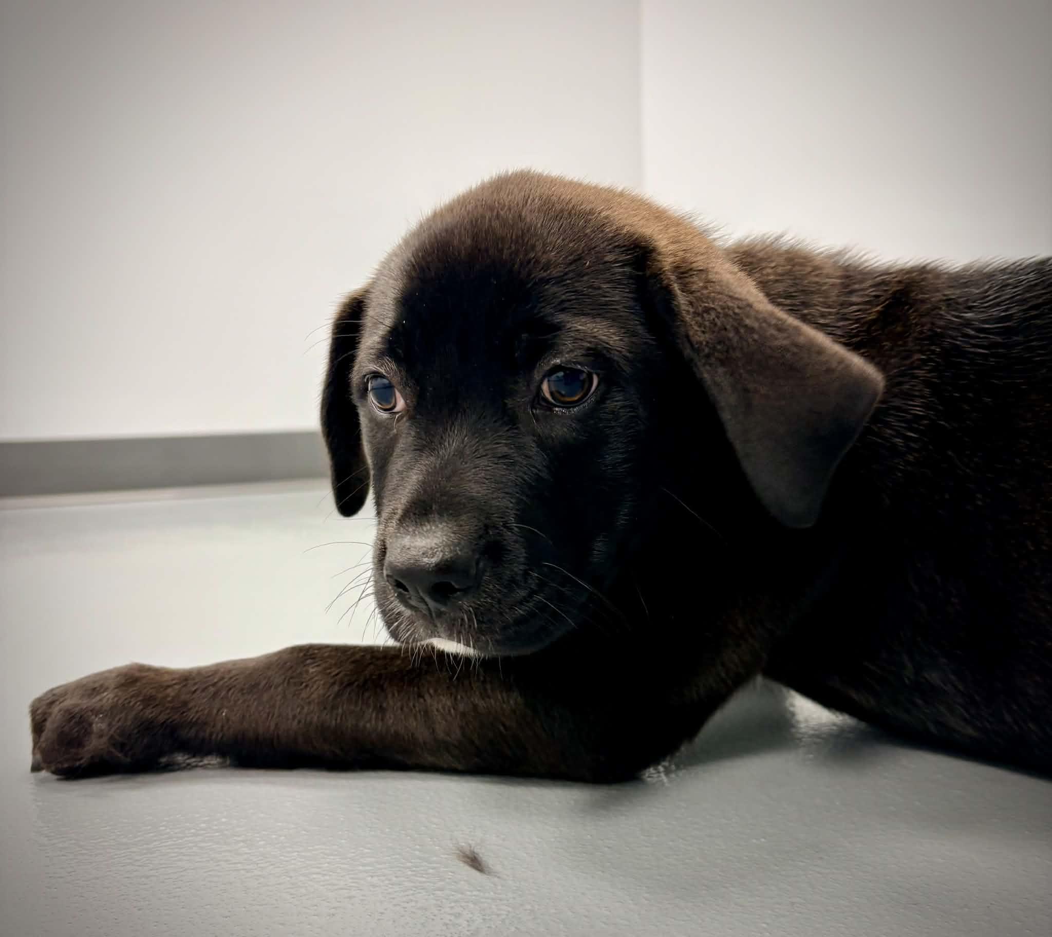 Enlarge Toby, an adopted mixed breed in Kalamazoo, MI image 2/6
