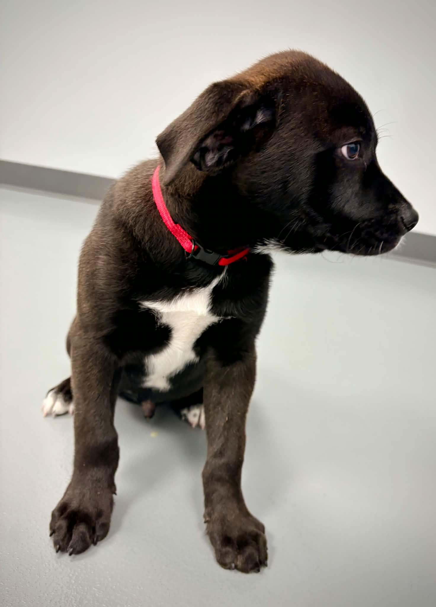 Enlarge Toby, an adopted mixed breed in Kalamazoo, MI image 5/6