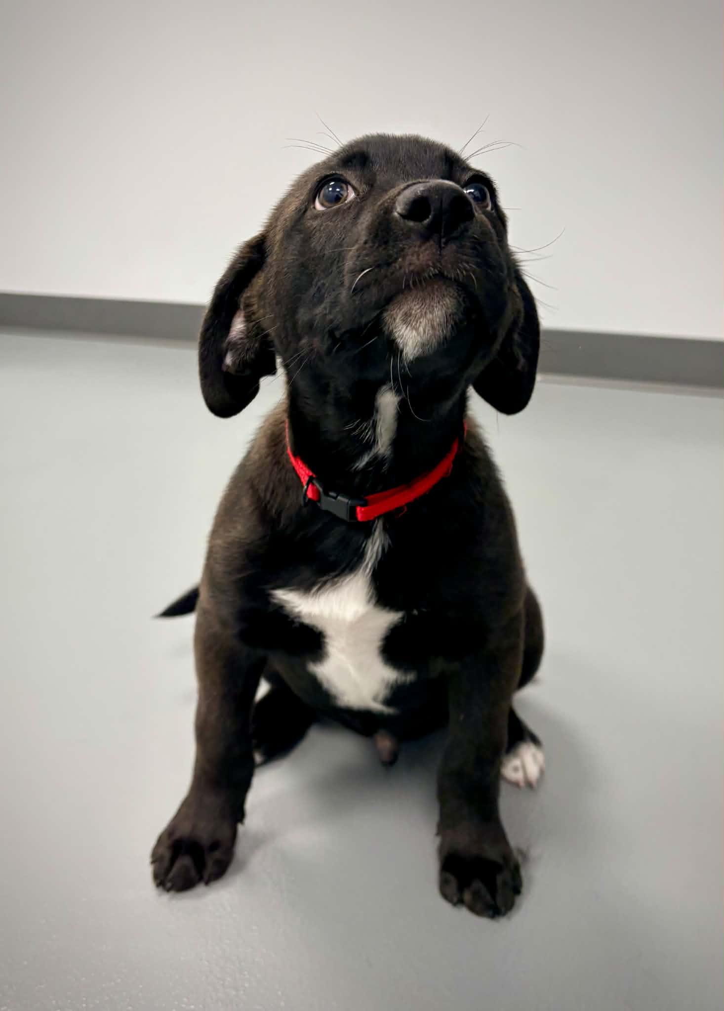 Enlarge Toby, an adopted mixed breed in Kalamazoo, MI image 4/6