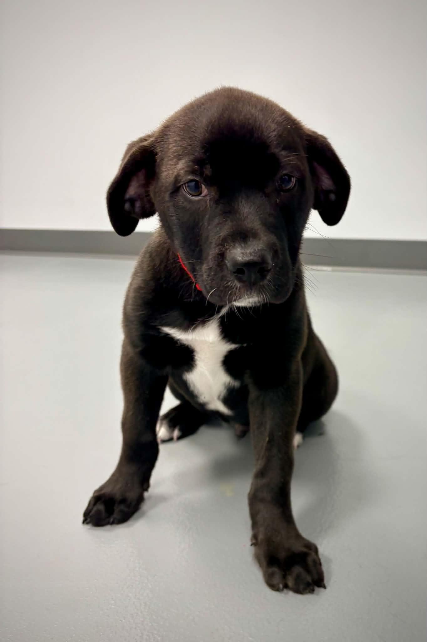 Enlarge Toby, an adopted mixed breed in Kalamazoo, MI image 6/6