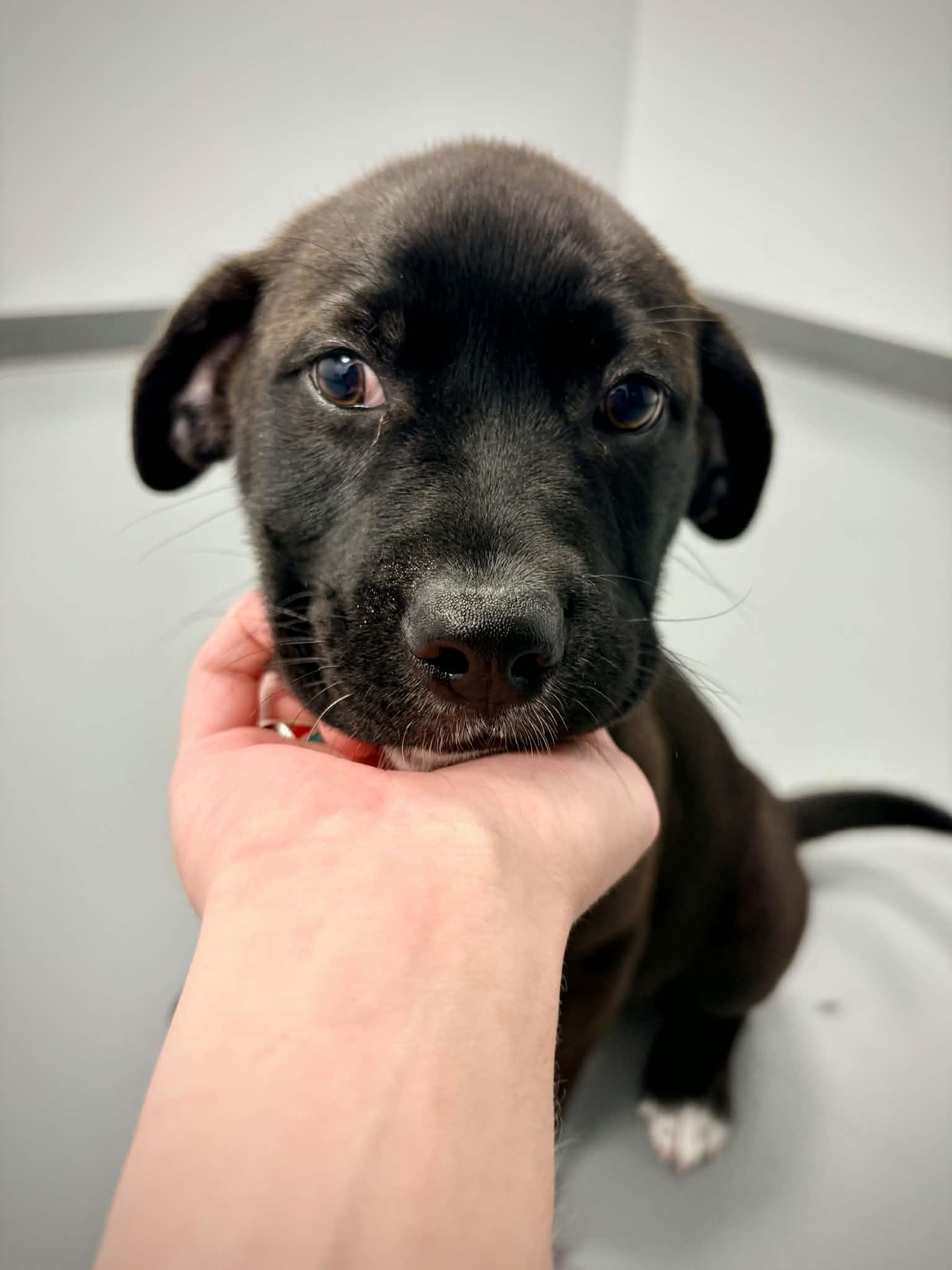 Enlarge Toby, an adopted mixed breed in Kalamazoo, MI image 3/6
