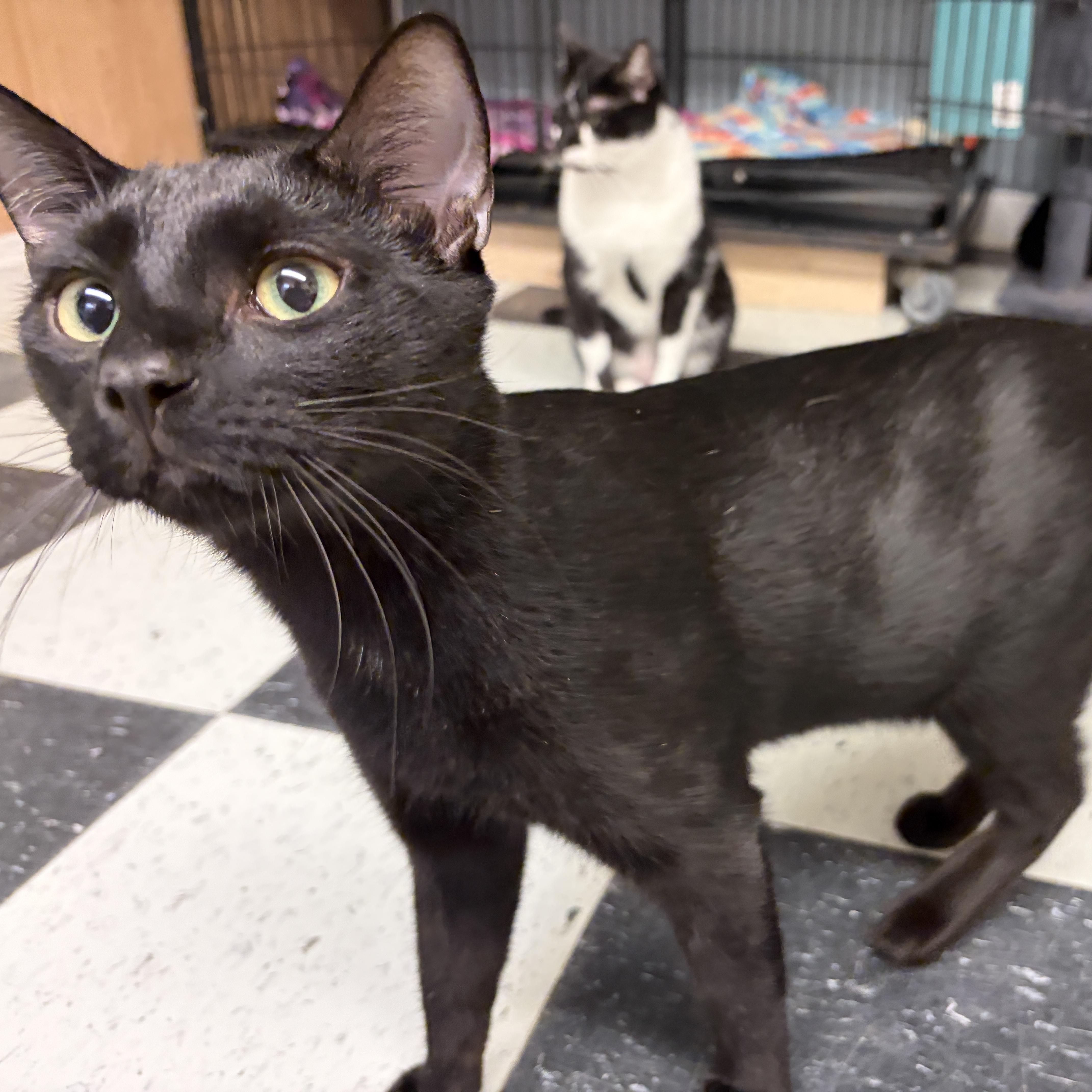 Enlarge Panther, a Adoptable American Shorthair in Perry, GA image 2/6
