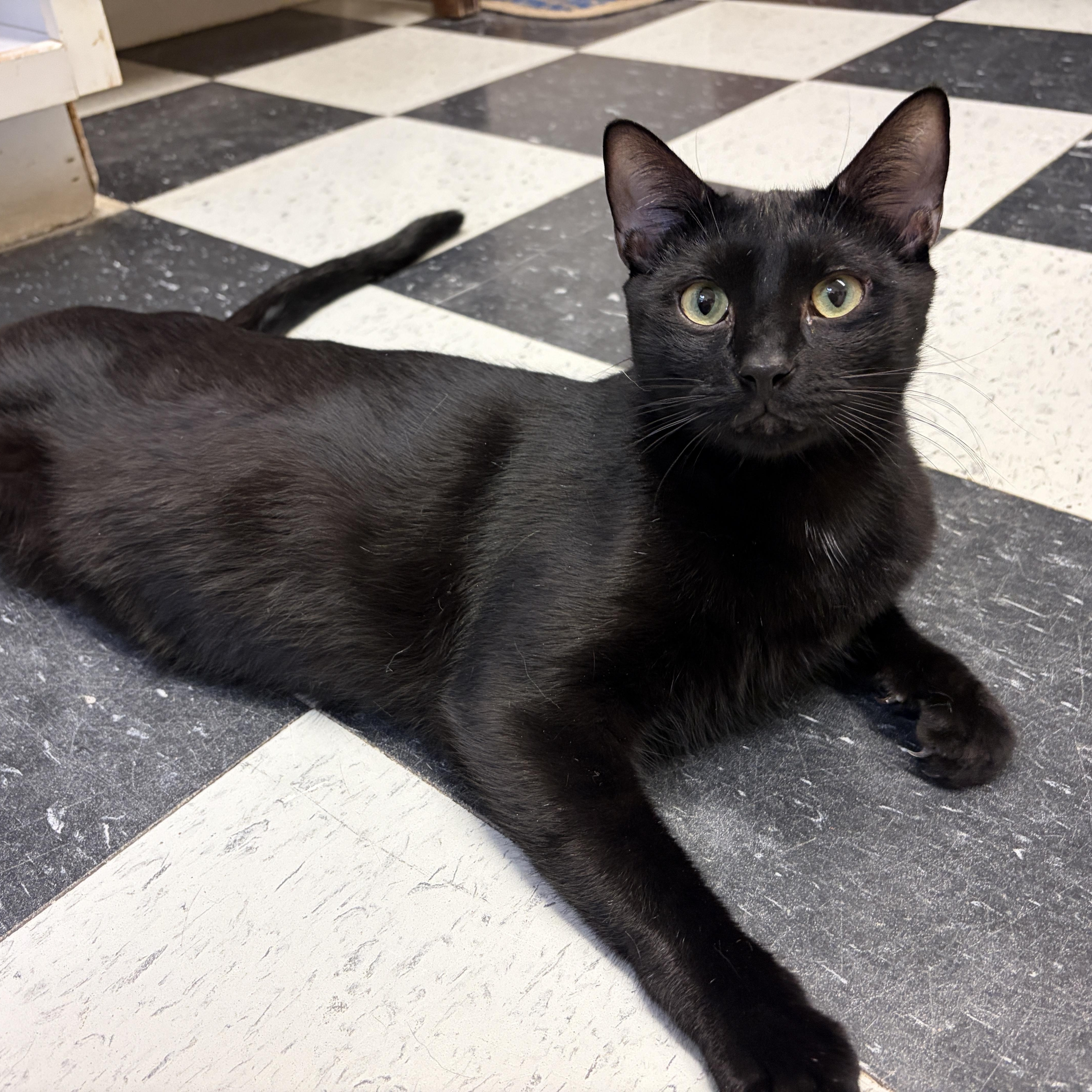 Panther, Adoptable, Young Male American Shorthair.