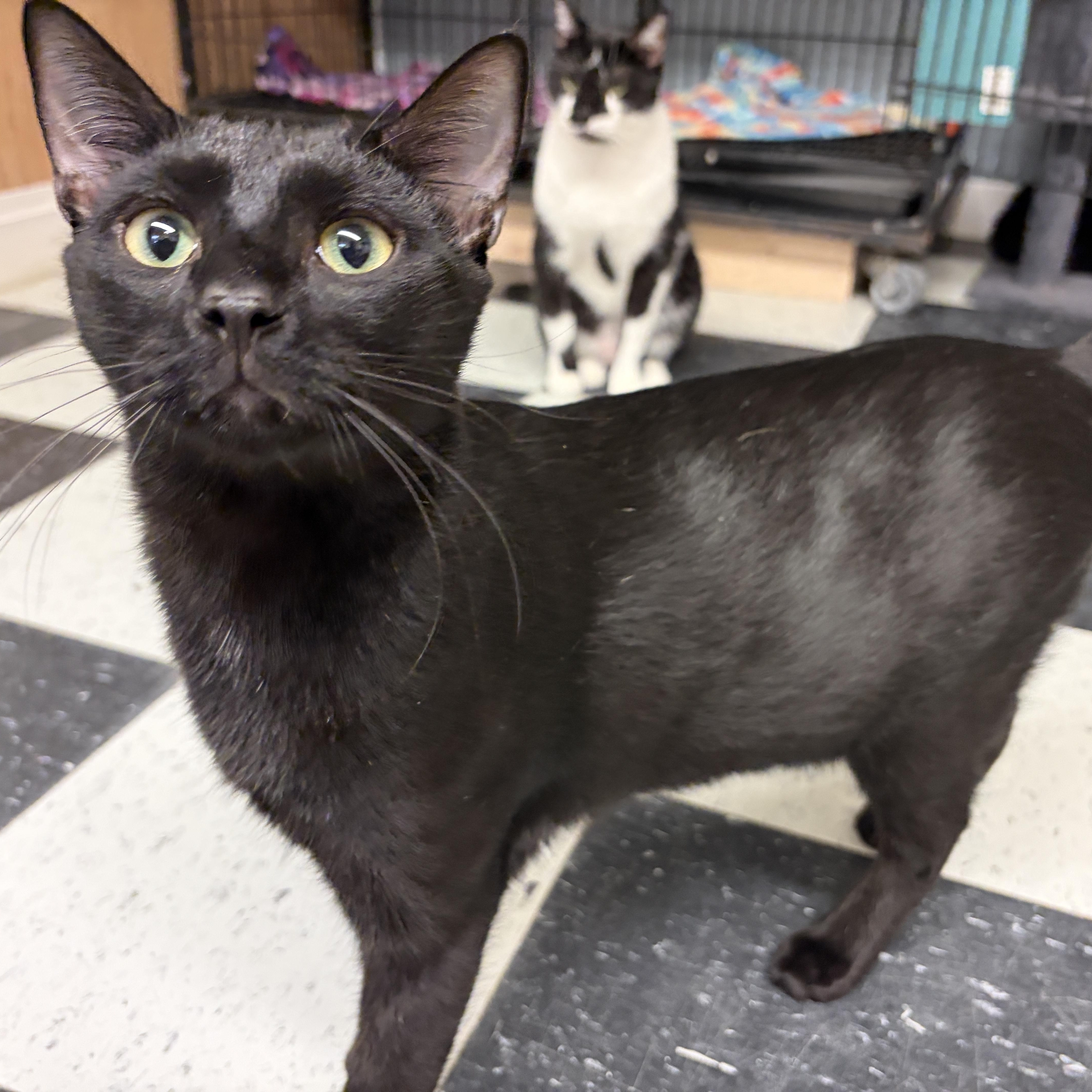 Enlarge Panther, a Adoptable American Shorthair in Perry, GA image 5/6