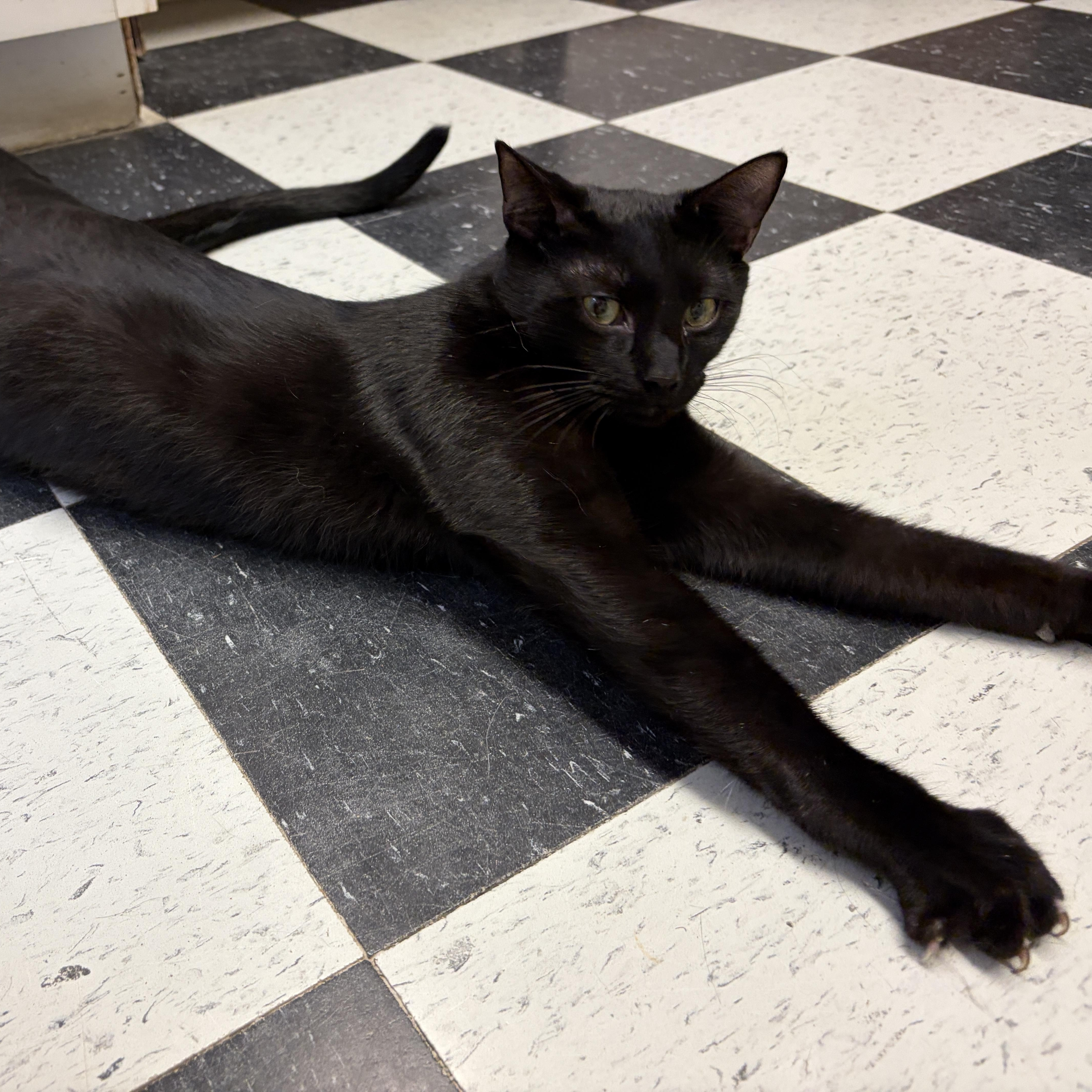 Enlarge Panther, a Adoptable American Shorthair in Perry, GA image 6/6