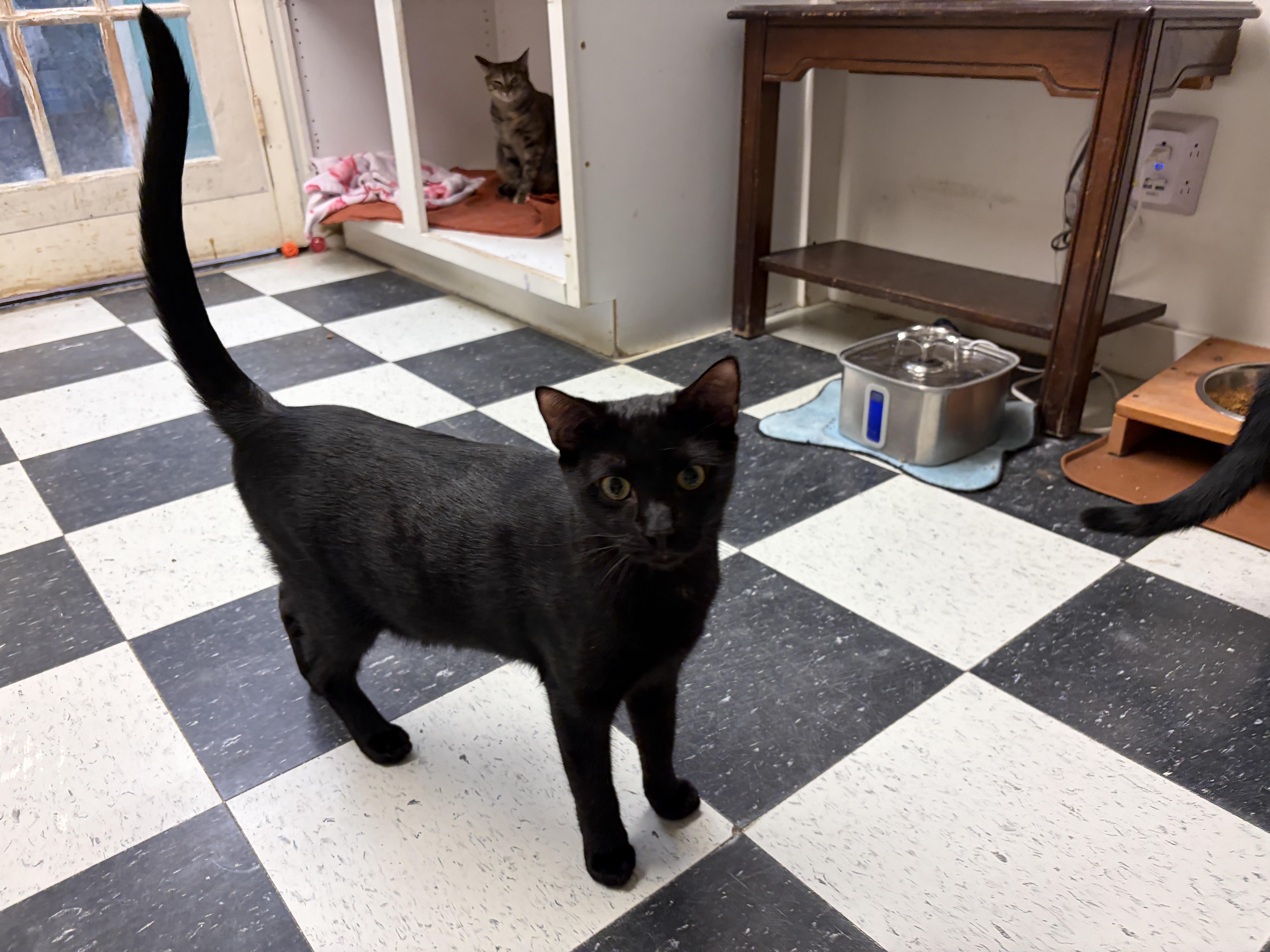 Enlarge Panther, a Adoptable American Shorthair in Perry, GA image 4/6