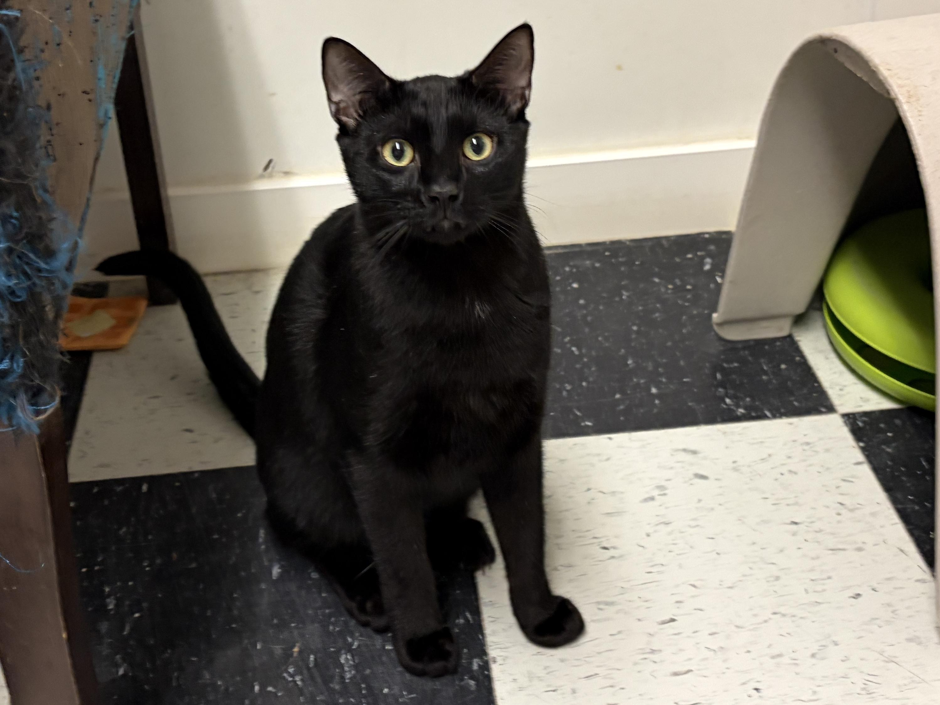 Enlarge Panther, a Adoptable American Shorthair in Perry, GA image 3/6