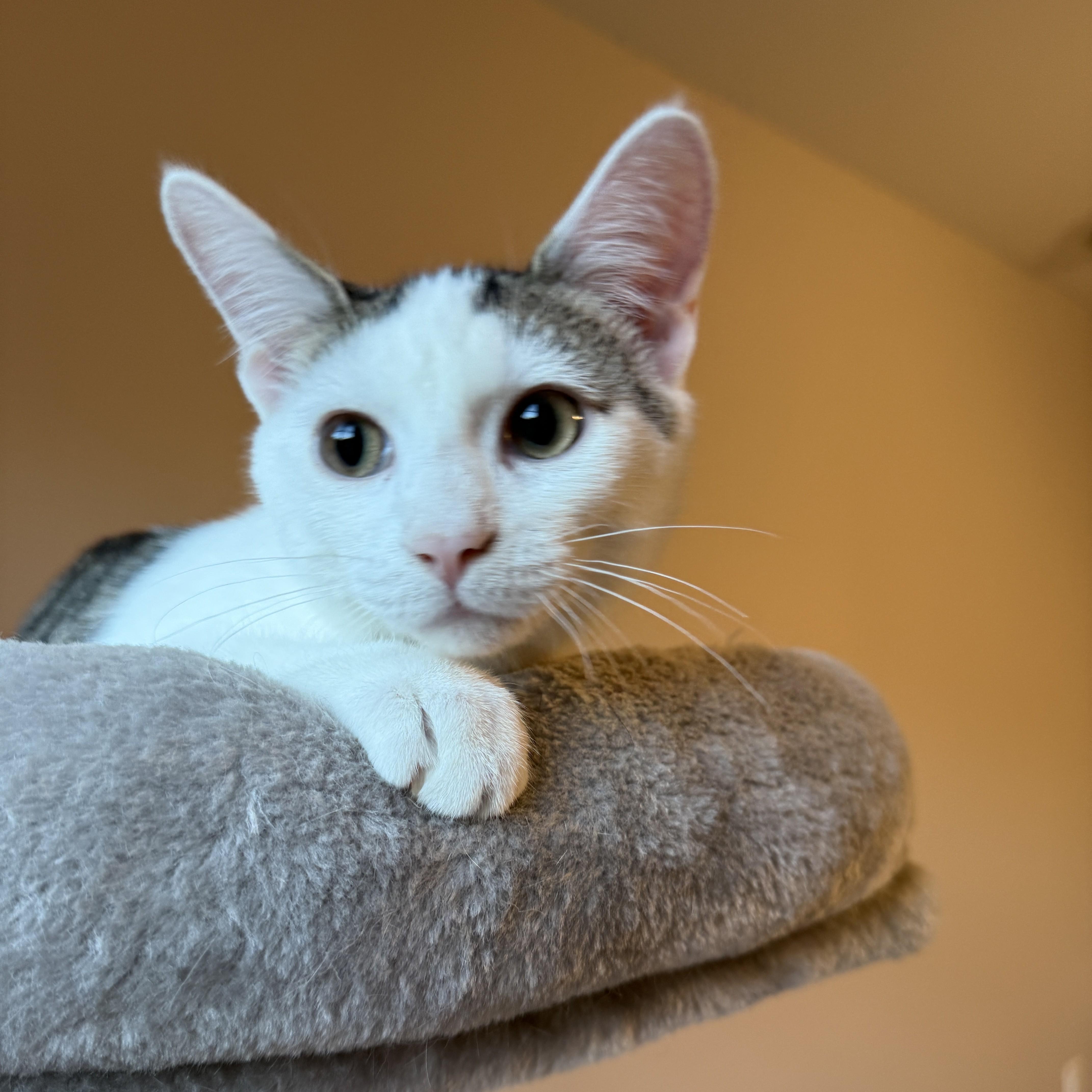 Enlarge Lily's Kittens: Lotus, a Adoptable Domestic Short Hair in Leesburg, VA image 1/6