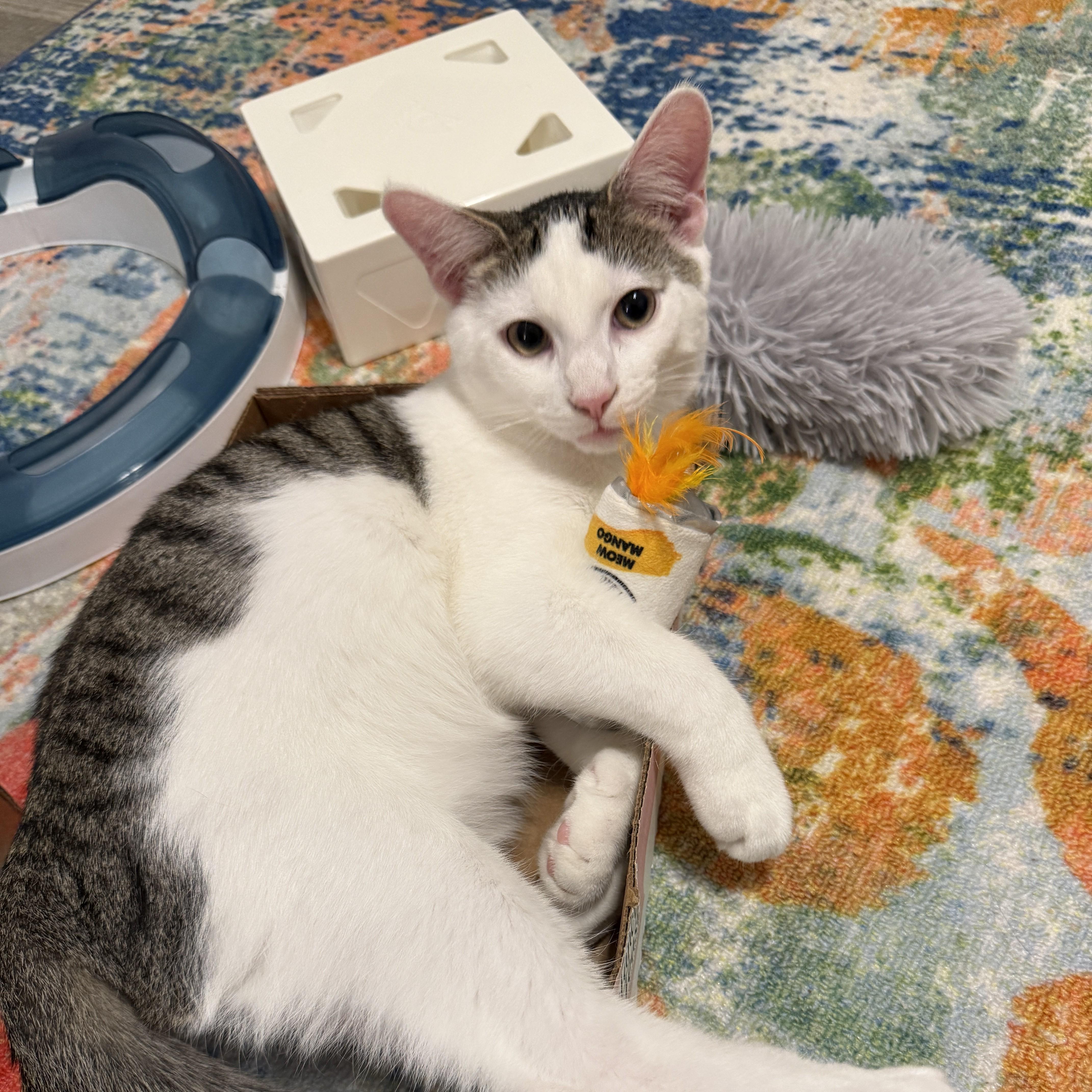 Enlarge Lily's Kittens: Lotus, a Adoptable Domestic Short Hair in Leesburg, VA image 3/6