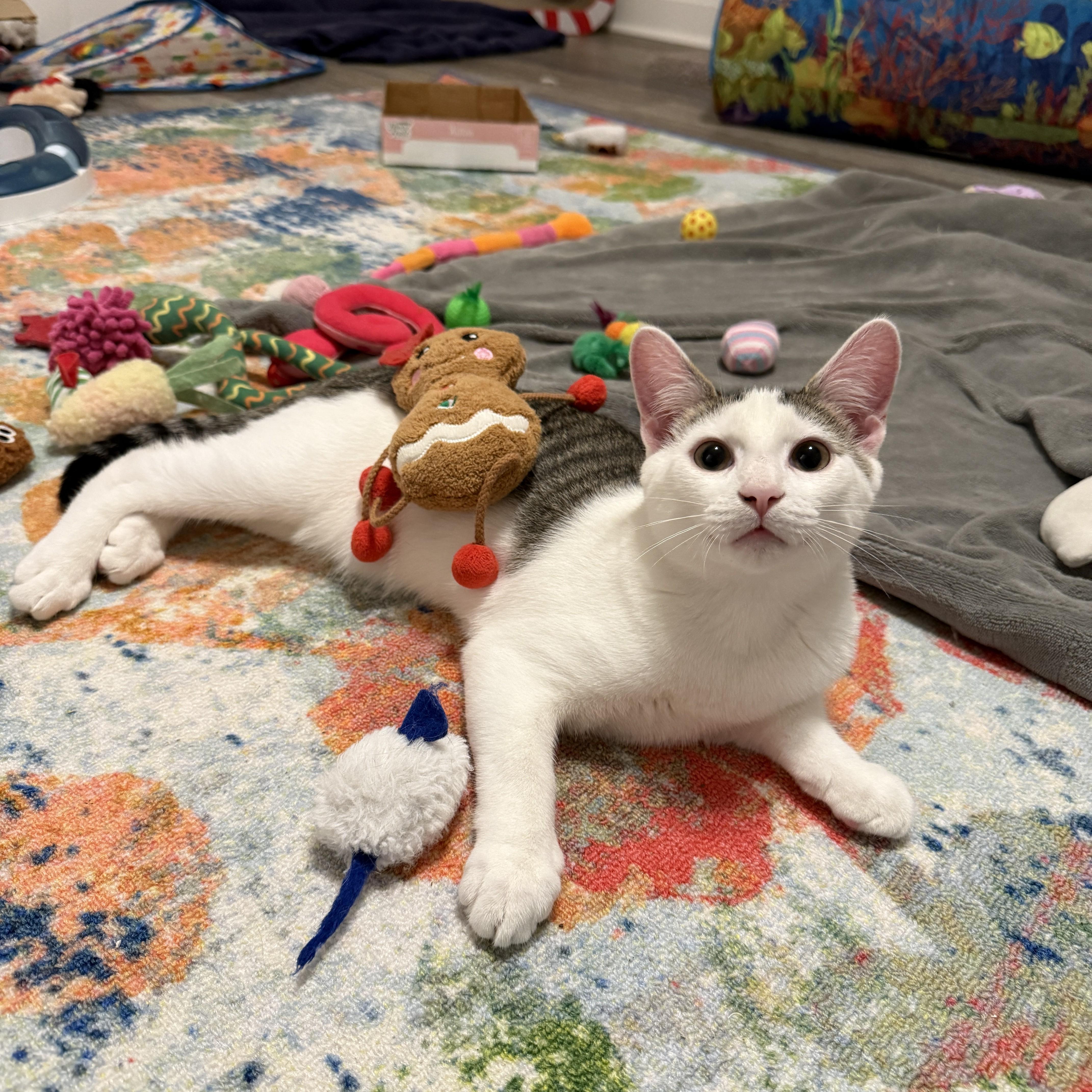 Enlarge Lily's Kittens: Lotus, a Adoptable Domestic Short Hair in Leesburg, VA image 4/6