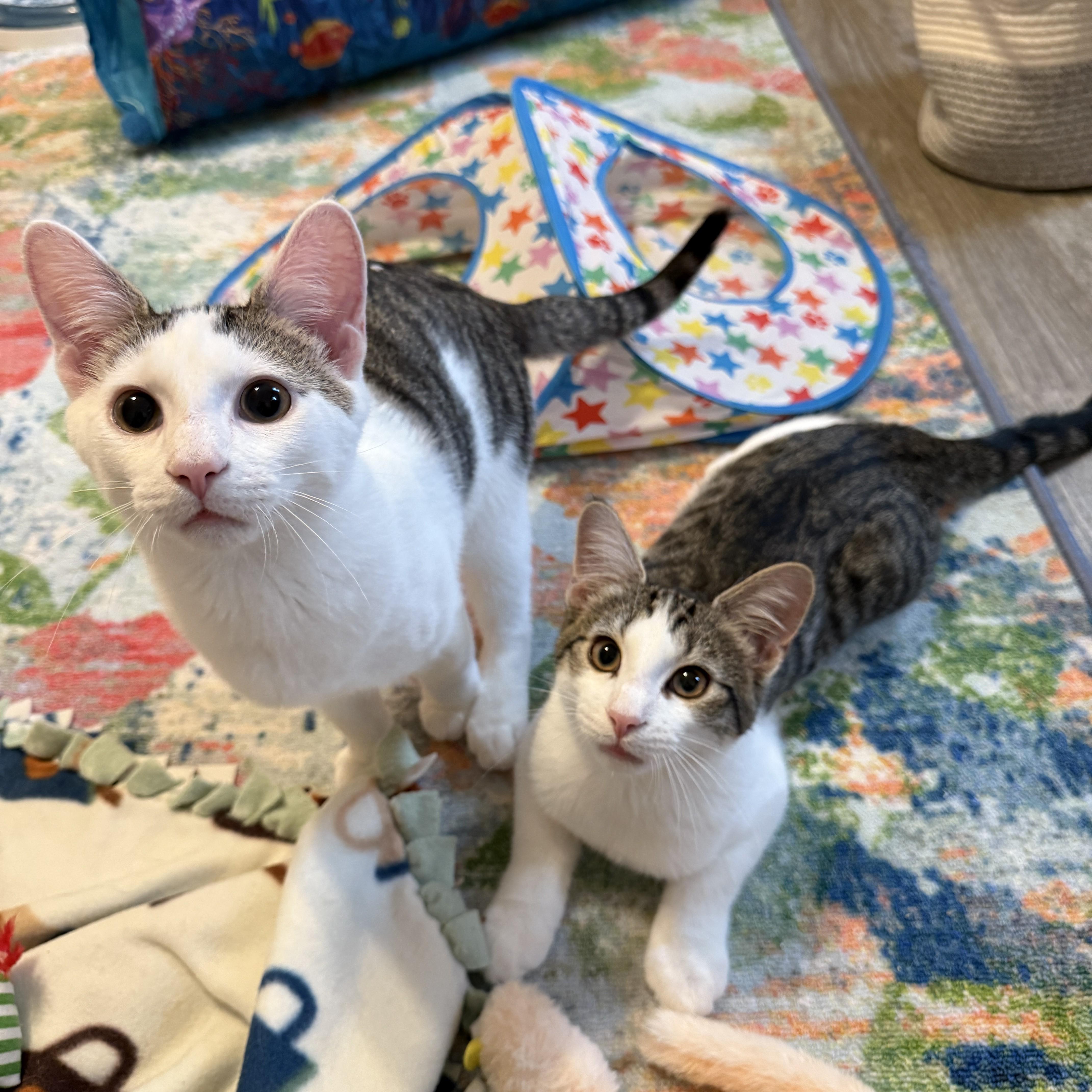 Enlarge Lily's Kittens: Lotus, a Adoptable Domestic Short Hair in Leesburg, VA image 6/6