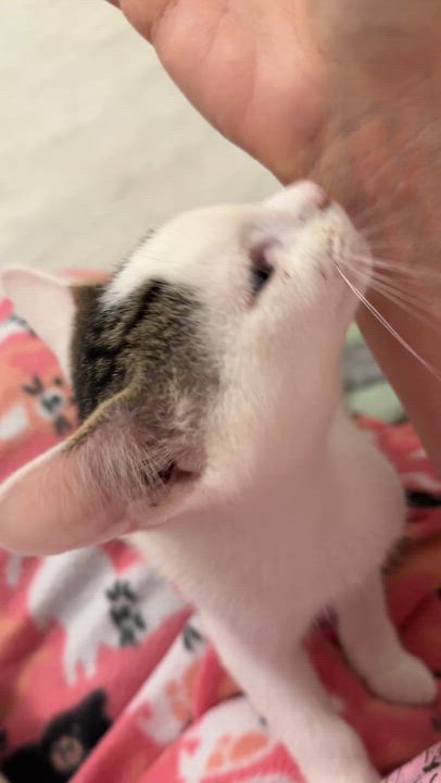 Enlarge Lily's Kittens: Lotus, a Adoptable Domestic Short Hair in Leesburg, VA video 5/6