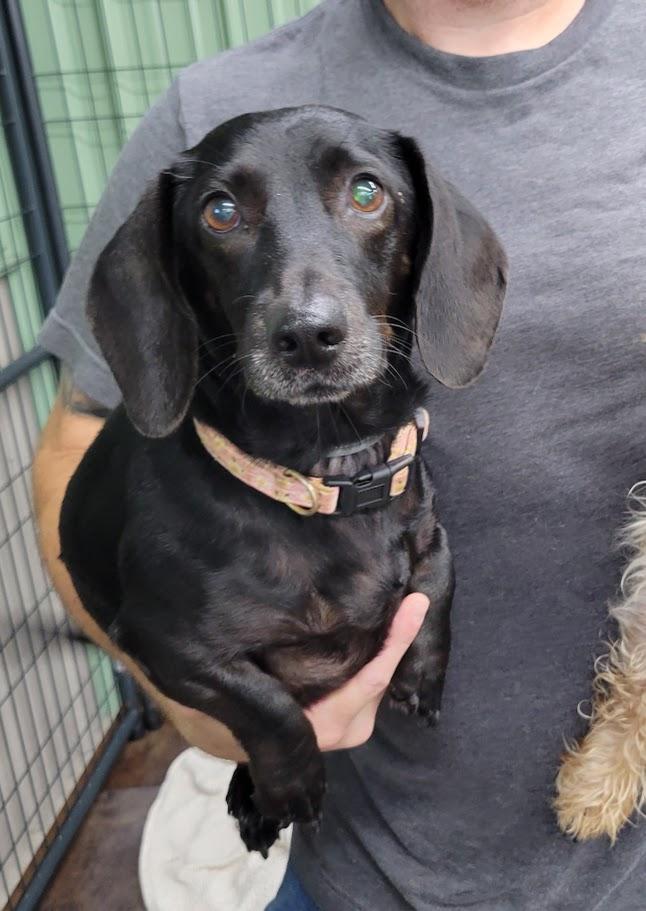 Slinky, adopted, Adult Female Dachshund.