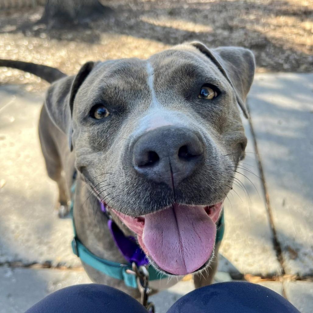Asia, Adoptable, Adult Female Mixed Breed.