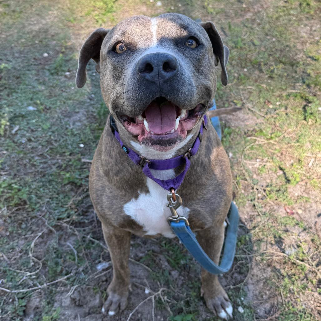 Asia, a Adoptable Mixed Breed in Naples, FL image 2/5