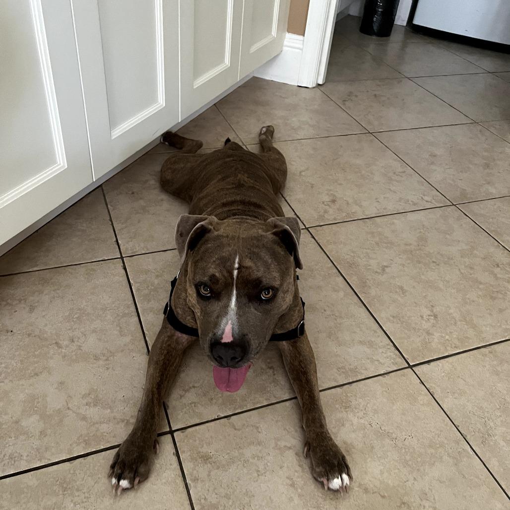 Asia, a Adoptable Mixed Breed in Naples, FL image 3/5