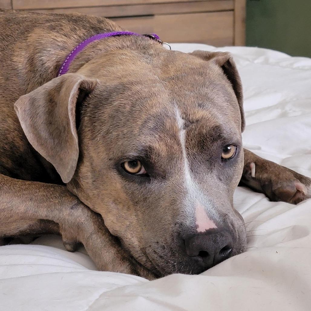 Asia, a Adoptable Mixed Breed in Naples, FL image 4/5