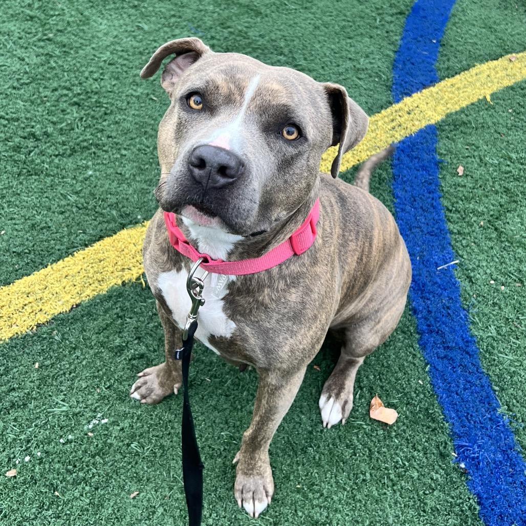 Asia, a Adoptable Mixed Breed in Naples, FL image 5/5