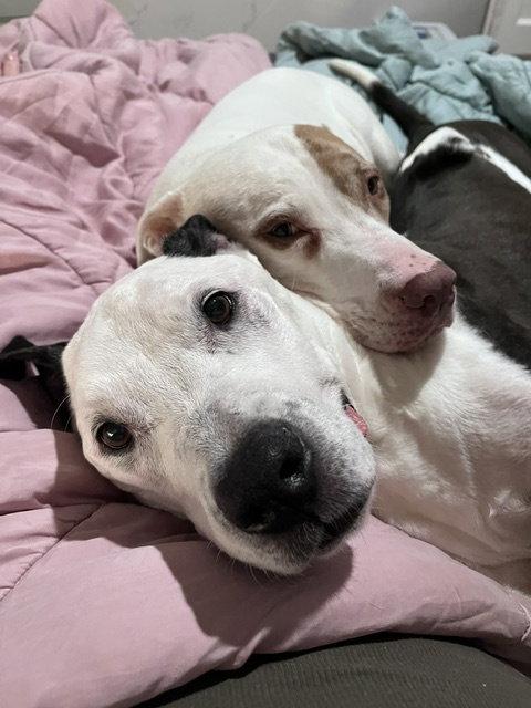 Dottie *adoption fee waived*, Adoptable, Senior Female Pit Bull Terrier.