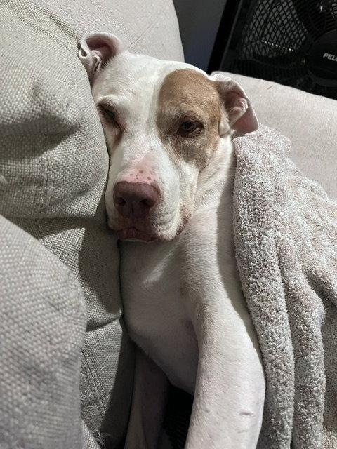 Enlarge Dottie *adoption fee waived*, a Adoptable Pit Bull Terrier in Saint Paul, MN image 2/3