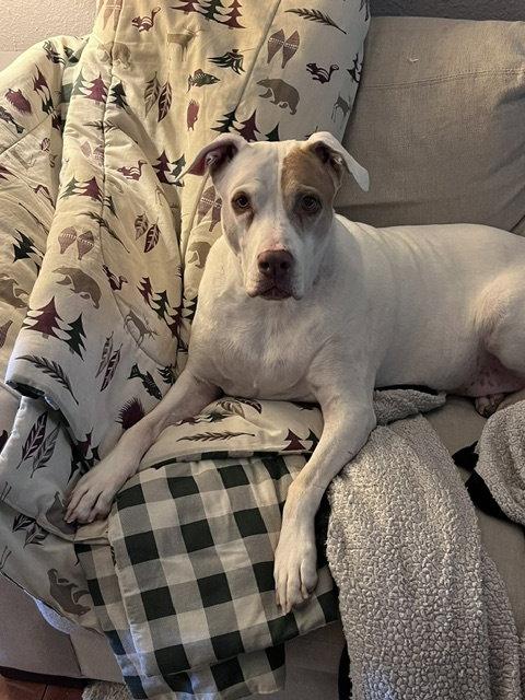 Enlarge Dottie *adoption fee waived*, a Adoptable Pit Bull Terrier in Saint Paul, MN image 3/3