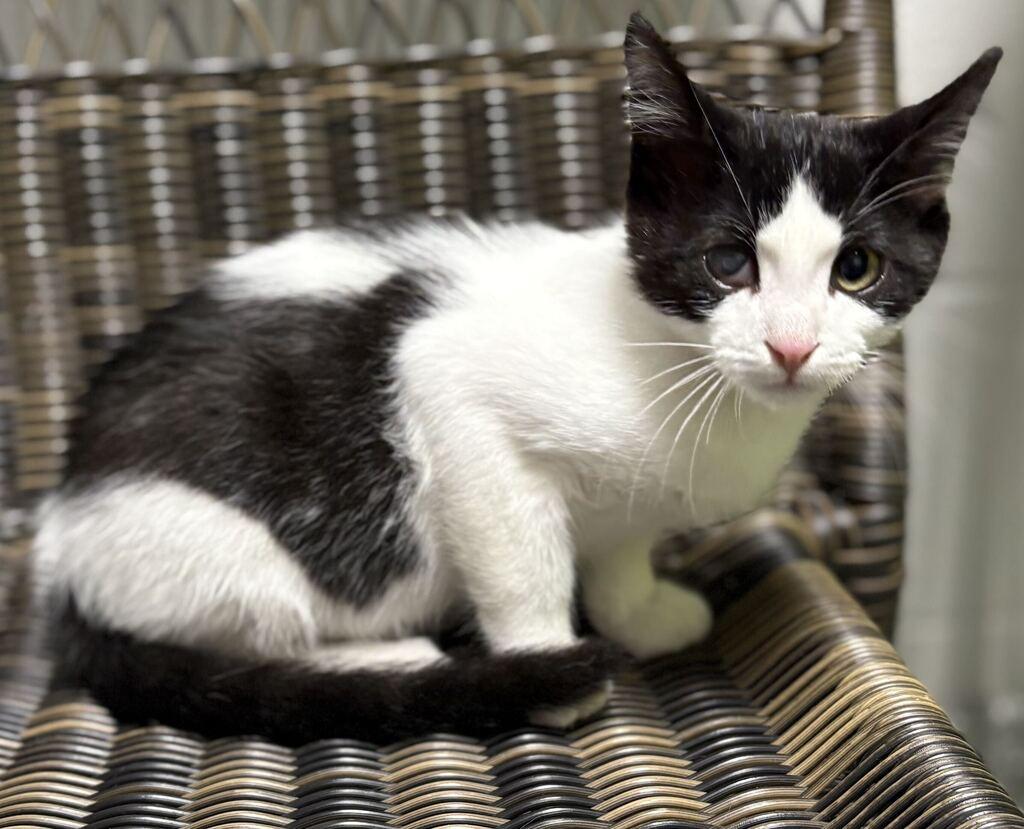 Enlarge Coen, a ADOPTABLE Domestic Short Hair in Jackson, MI image 3/4