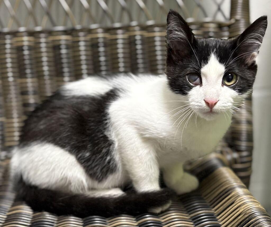 Coen, ADOPTABLE, Kitten Male Domestic Short Hair.