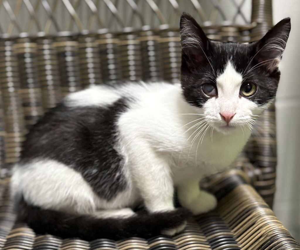 Enlarge Coen, a ADOPTABLE Domestic Short Hair in Jackson, MI image 2/4