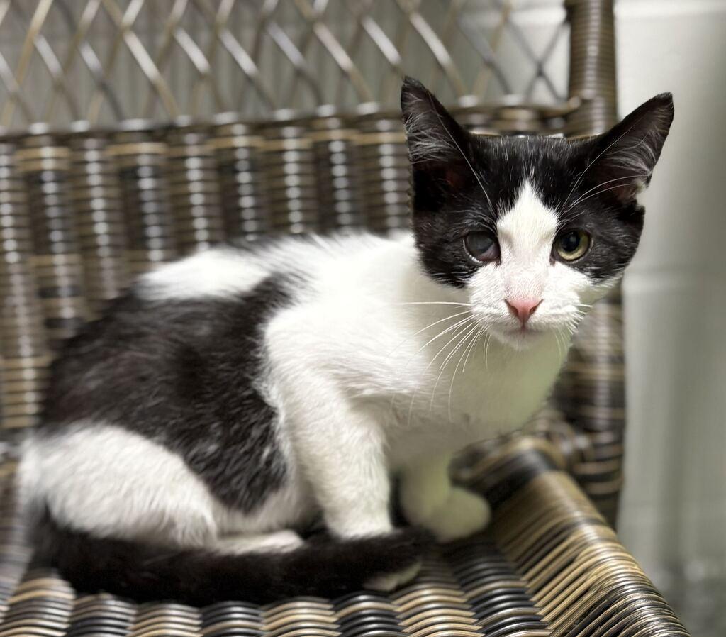Enlarge Coen, a ADOPTABLE Domestic Short Hair in Jackson, MI image 4/4