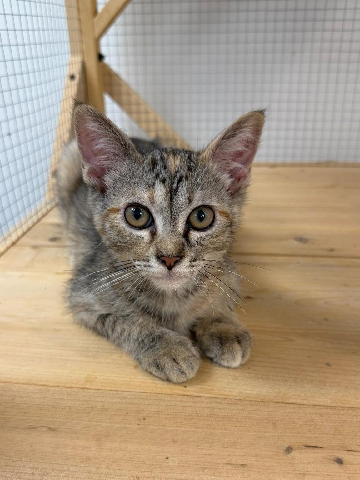 Enlarge Halo, a Adoptable Domestic Short Hair in Mission Viejo, CA image 1/1