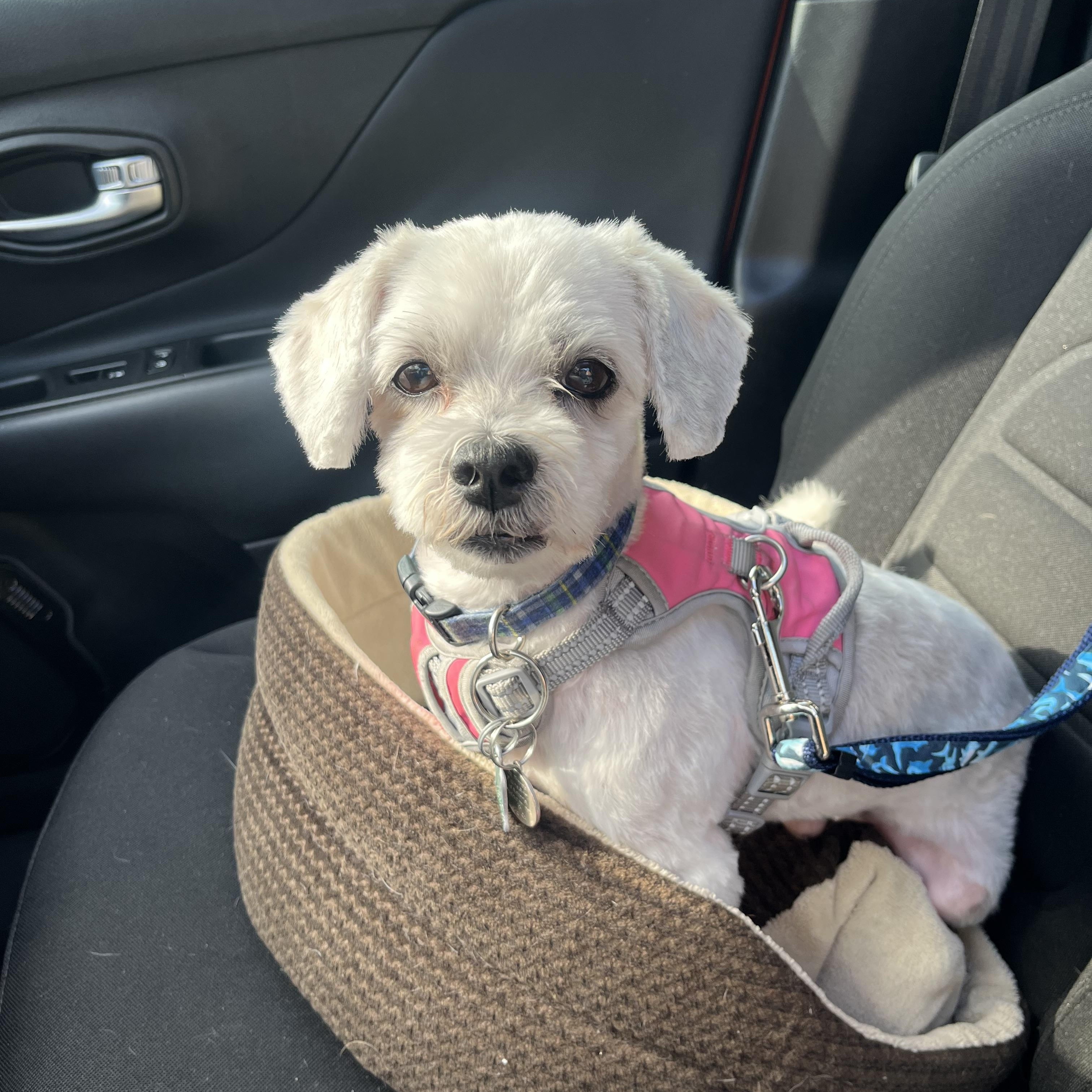 Rocco, adoptable, Senior Male Poodle.