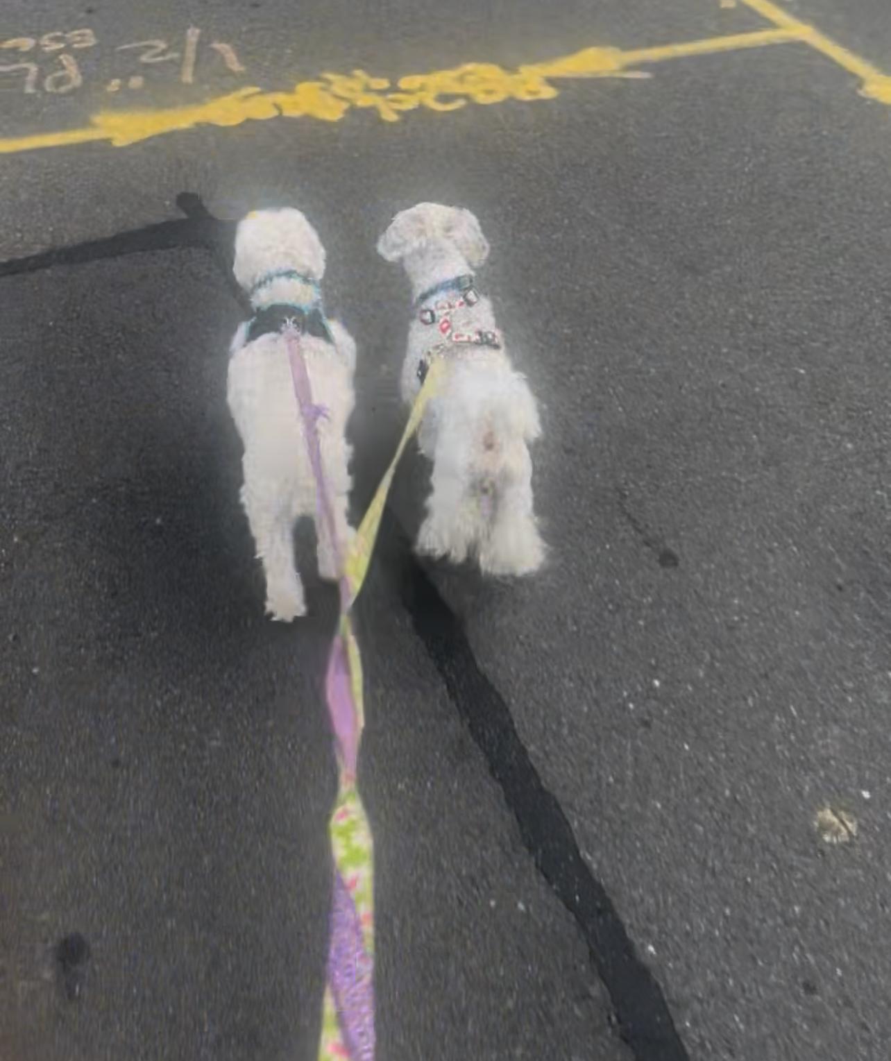 Enlarge Rocco, an adoptable mixed breed in Manchester, CT image 2/5