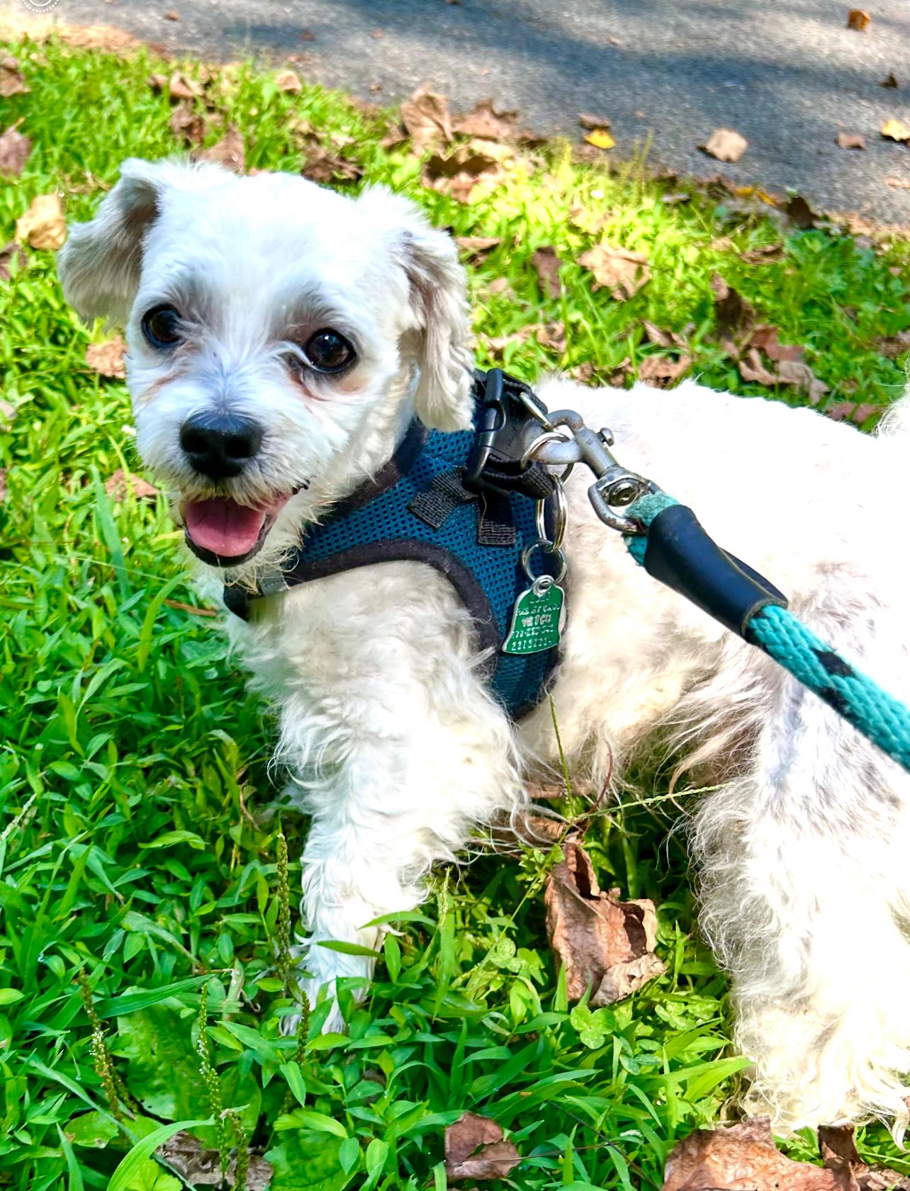 Enlarge Rocco, an adoptable mixed breed in Manchester, CT image 3/5