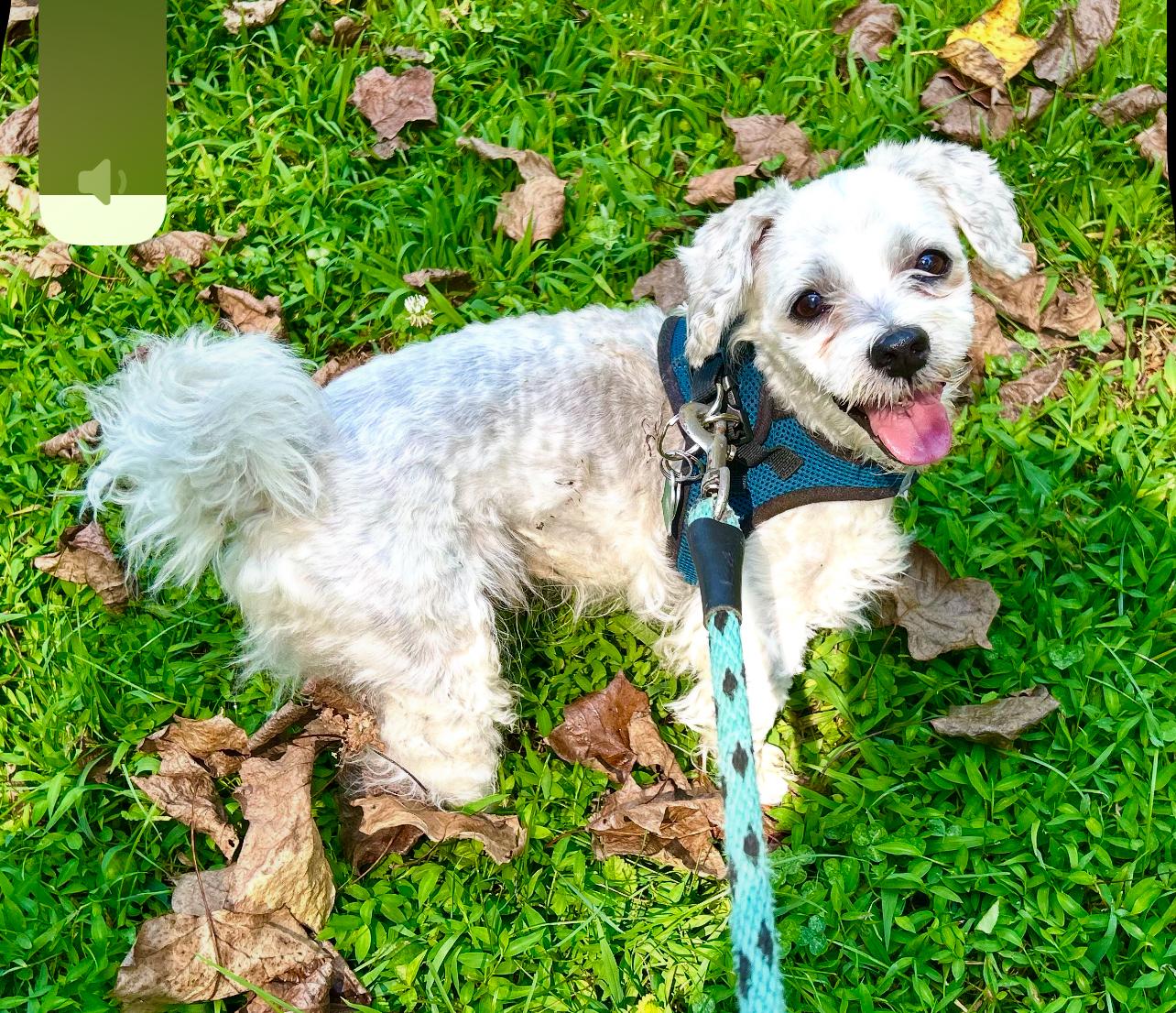 Enlarge Rocco, an adoptable mixed breed in Manchester, CT image 4/5