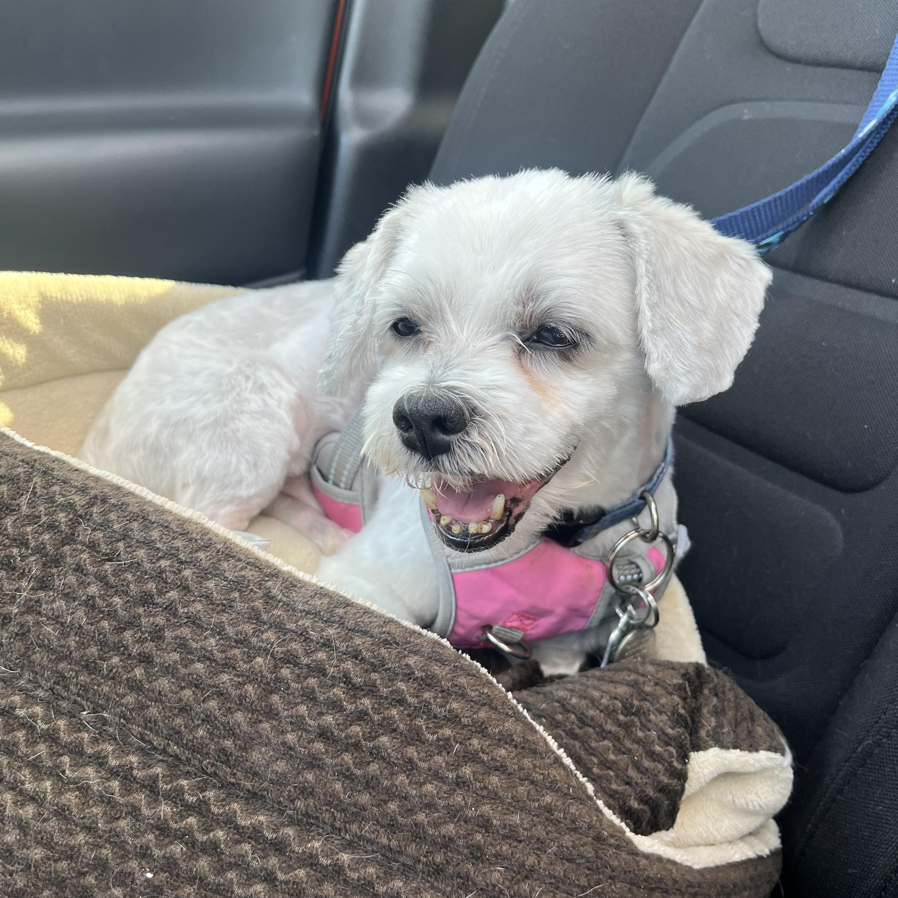 Enlarge Rocco, an adoptable mixed breed in Manchester, CT image 5/5