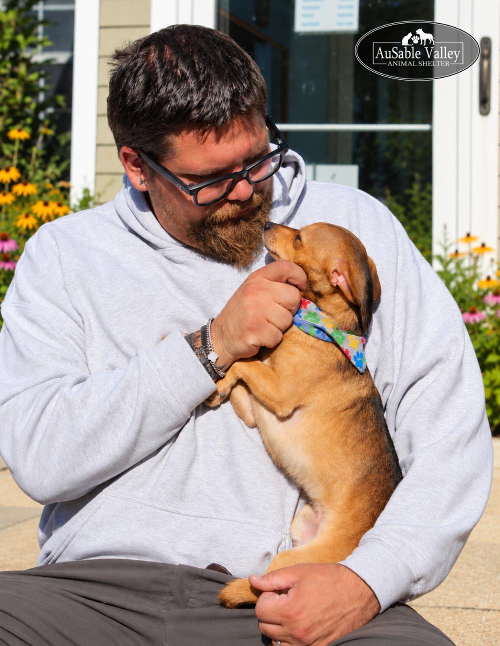 Enlarge Munchkin, a Adoptable mixed breed in Grayling, MI image 3/6