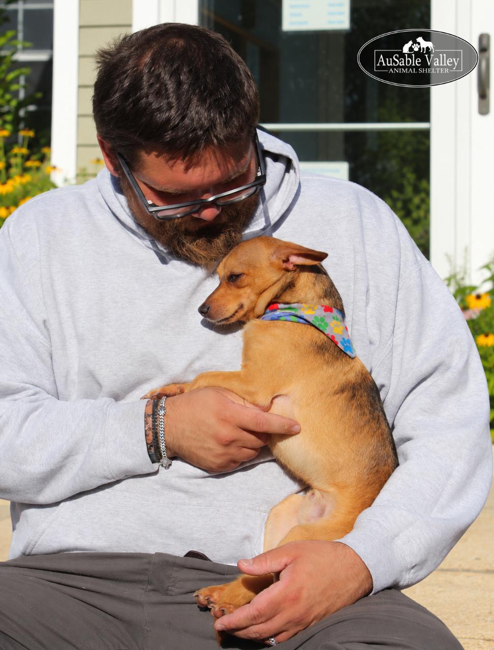 Enlarge Munchkin, a Adoptable mixed breed in Grayling, MI image 2/6