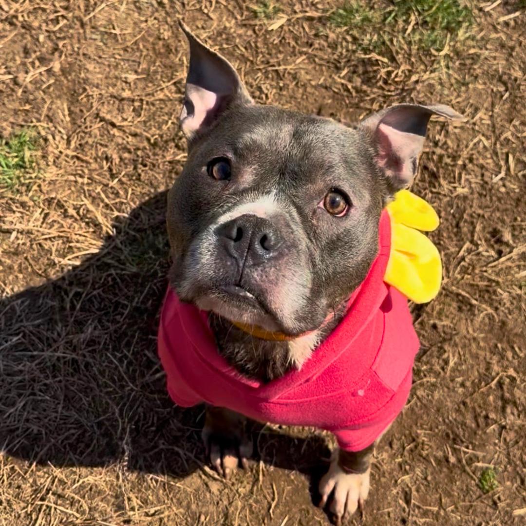 Enlarge Zuzu, a Adoptable Mixed Breed in STATEN ISLAND, NY image 1/6