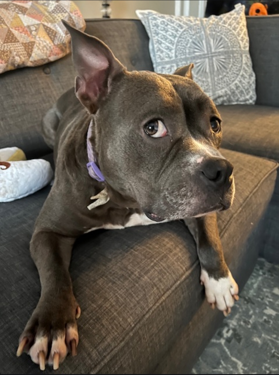 Zuzu, a Adoptable Mixed Breed in STATEN ISLAND, NY image 5/6