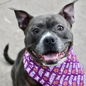 Zuzu, a Adoptable Mixed Breed in STATEN ISLAND, NY image 6/6