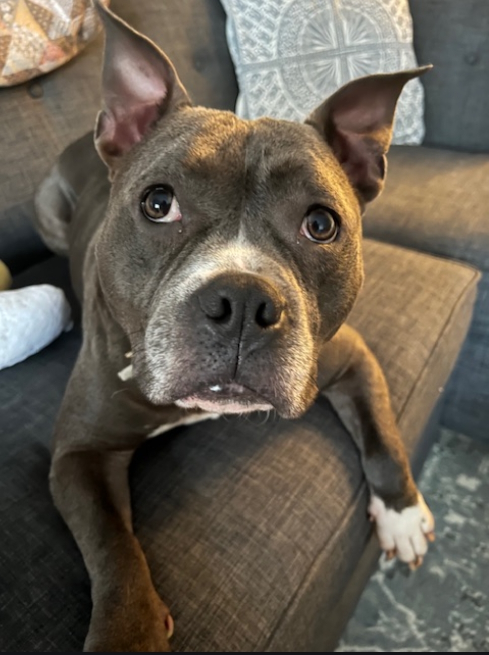 Zuzu, a Adoptable Mixed Breed in STATEN ISLAND, NY image 2/6