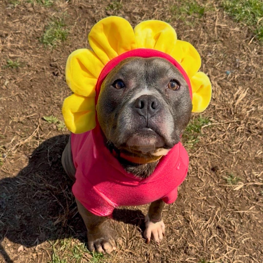 Enlarge Zuzu, a Adoptable Mixed Breed in STATEN ISLAND, NY image 2/6