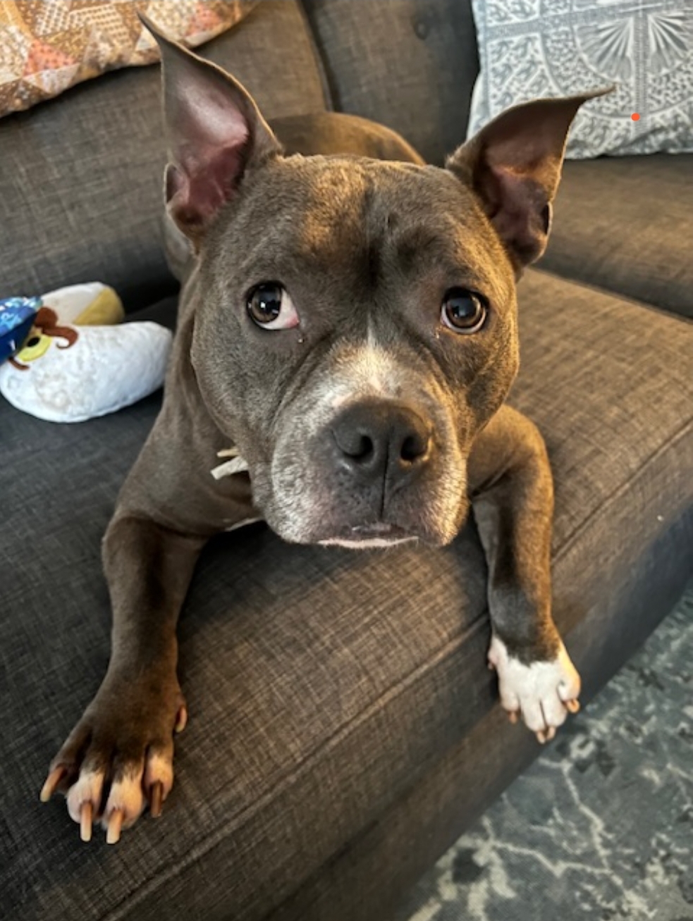 Zuzu, a Adoptable Mixed Breed in STATEN ISLAND, NY image 4/6