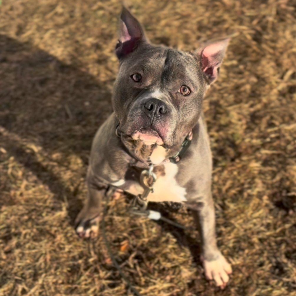 Zuzu, a Adoptable Mixed Breed in STATEN ISLAND, NY image 1/6